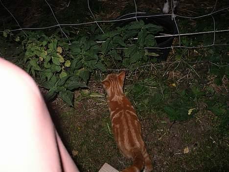 Blanding af racer garfield - mig igen billede 2