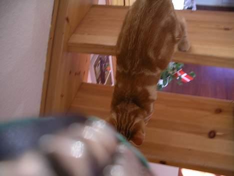 Blanding af racer garfield - ned af tarpperne billede 3