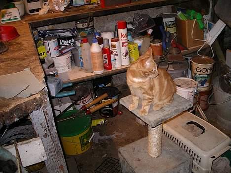 Blanding af racer garfield - nnnøøøjjj billede 4