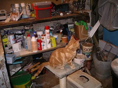 Blanding af racer garfield - hej igen billede 5