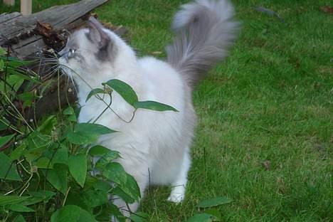 Ragdoll Lady Laudine - I vores splinternye voliere for første gang! :D billede 12