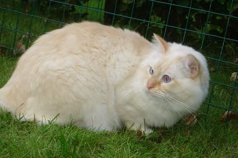 Ragdoll Sir Leo De Grance - I volieren :D billede 17