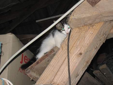 Blanding af racer Samson - Samson oppe og kravle.. billede 1