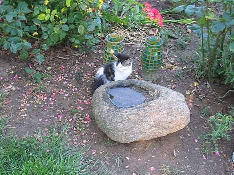 Blanding af racer Samson - Samson sidder og nyder livet.. billede 2