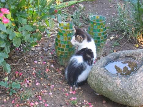 Blanding af racer Samson - Hva er det der er der henne... billede 3