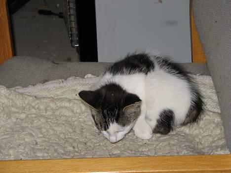 Blanding af racer Samson - lidt afslapning... billede 4