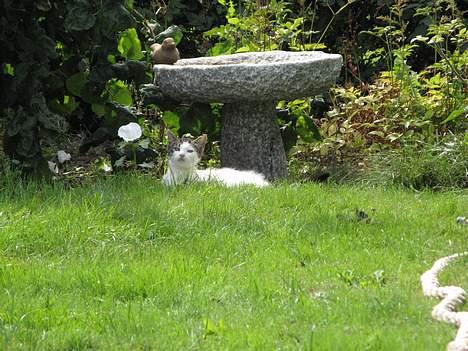 Blanding af racer Samson - Er der noget der henne... billede 5