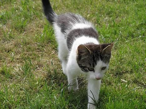 Blanding af racer Samson - jeg skal lige her over... billede 6