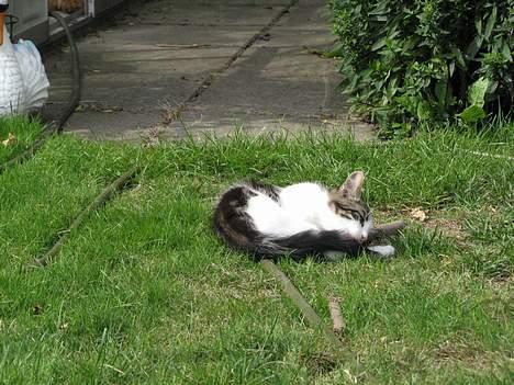 Blanding af racer Samson - Afslapning på græsset.. billede 7