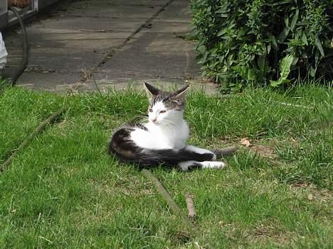 Blanding af racer Samson - Skal lige se om der er nogle fare.. billede 8