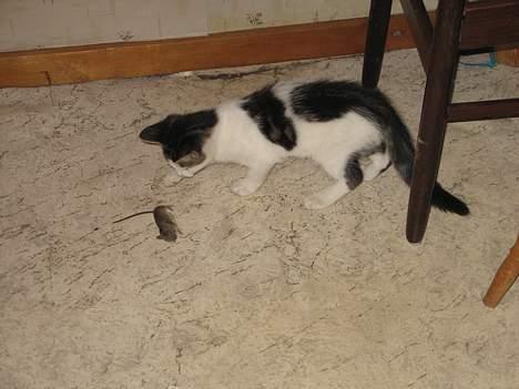 Blanding af racer Samson - Samsons første mus... billede 9