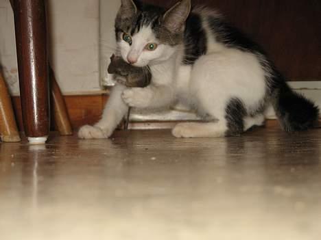 Blanding af racer Samson - Jeg har den... jeg har den... billede 10