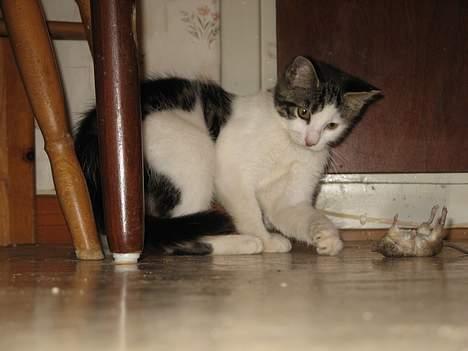 Blanding af racer Samson - Se den lige... Den ser helt død ud.. Hehe... billede 11