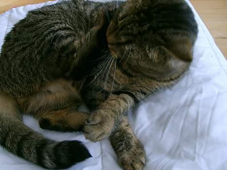 Huskat Missedyr billede 9