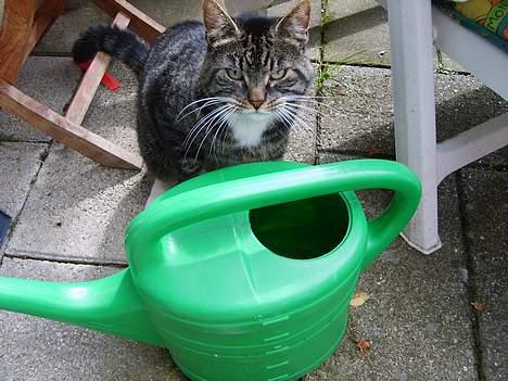 Huskat Lox billede 12