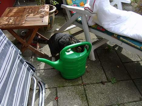 Huskat Lox billede 13