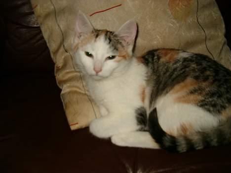 Huskat Sally billede 1