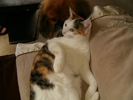 Huskat Sally billede 3