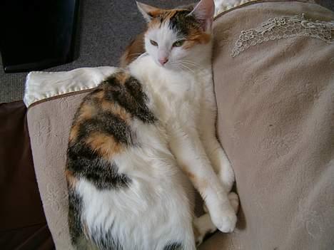 Huskat Sally billede 4