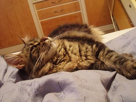 Maine Coon Havana - Mmm... Dejlig seng. billede 1