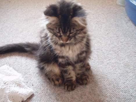 Maine Coon Havana - Her er jeg ikke så gammel endnu. billede 2