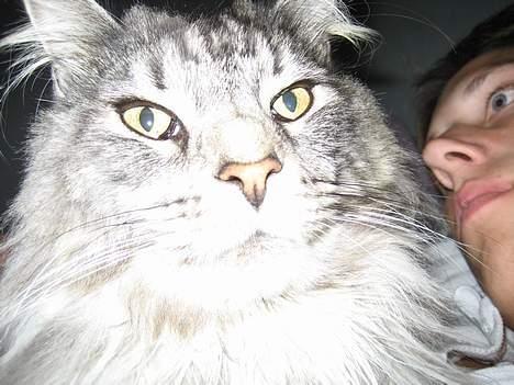 Maine Coon Zeus - Her hygger jeg med far:-) billede 17