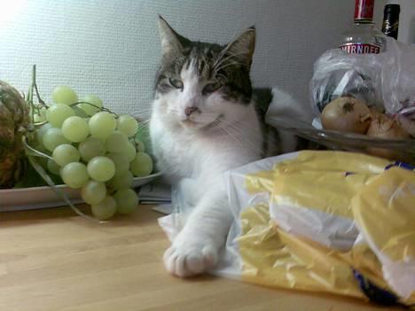 Huskat Gucci - Den GTI arm. billede 1