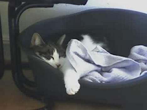 Huskat Gucci - GTI arm på hundekurven billede 2