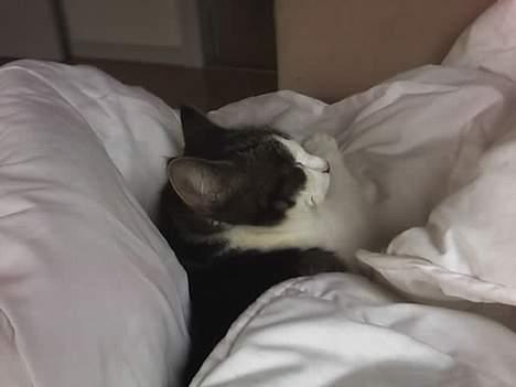 Huskat Gucci - Jeg kan så godt lide og putte. billede 3