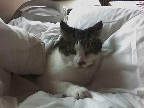 Huskat Gucci - Dejligt og ligge under dynen billede 4