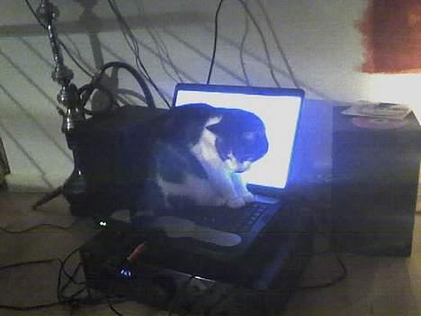 Huskat Gucci - Hvad er nu det for noget? billede 5