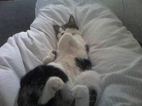 Huskat Gucci - Så trygt hos mor billede 6