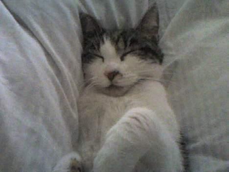 Huskat Gucci - Dejligt med en lille morfar i mors skød billede 7