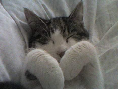 Huskat Gucci - Dejligt trygt billede 8