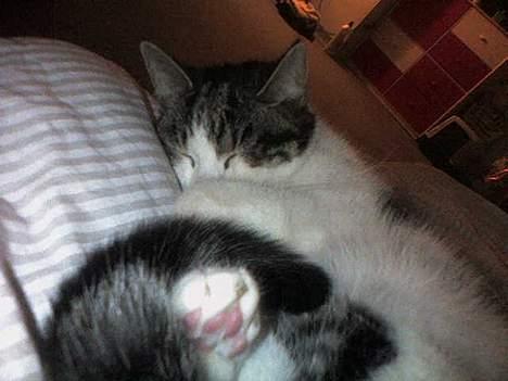 Huskat Gucci - Jeg sover meget billede 10