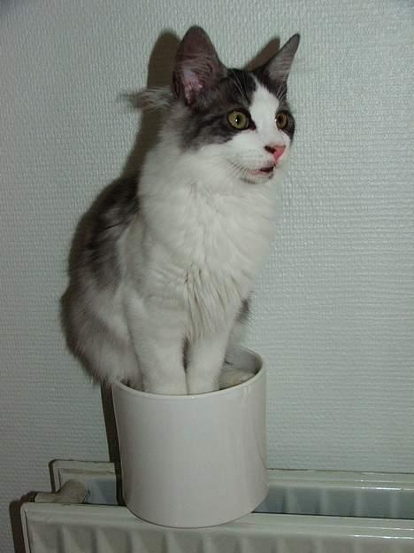 Blanding af racer Galatea - Jeg ved ikke hvorfor, men denne potte med jord (var engang en plante ;) er bare sagen, synes Galatea.. :) billede 14