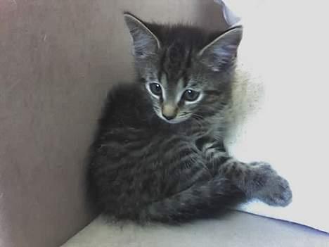 Huskat Sarabi (RIP) - Jeg har været hos min nye mor i et døgn. Det er lidt skræmmende endnu billede 1