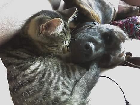 Huskat Sarabi (RIP) - Ligger og sover med Saszha billede 2