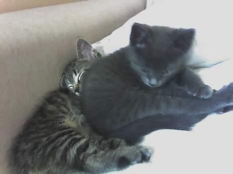 Huskat Sarabi (RIP) - Vi er bare så trætte billede 3