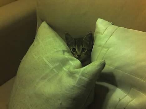 Huskat Sarabi (RIP) - kuk kuk kan du finde mig? billede 4