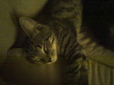 Huskat Sarabi (RIP) - Er bare så træt billede 6