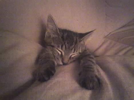 Huskat Sarabi (RIP) - Dejlige puder billede 8