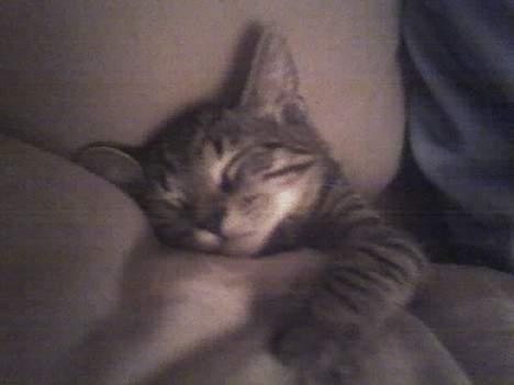 Huskat Sarabi (RIP) - Min nye krammedyr. Puden billede 9