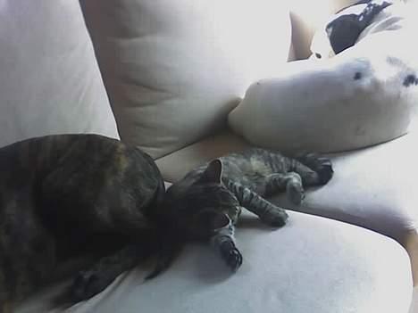 Huskat Sarabi (RIP) - Jeg tør godt og sove med de store hunde. Dejlig trygt. billede 10