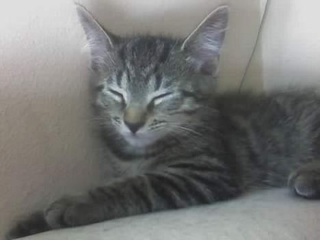 Huskat Sarabi (RIP) - Jeg er kun en killing. Har brug for søvn så jeg kan blive stor  billede 11