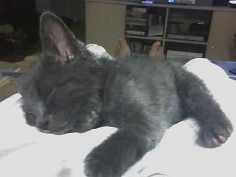 Huskat Mushu - Har været hos min nye mor i 3 timer. Skal lige sove lidt billede 1