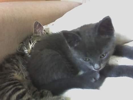 Huskat Mushu - Vi vokser stærkt, så vi har brug for lidt hvile billede 3