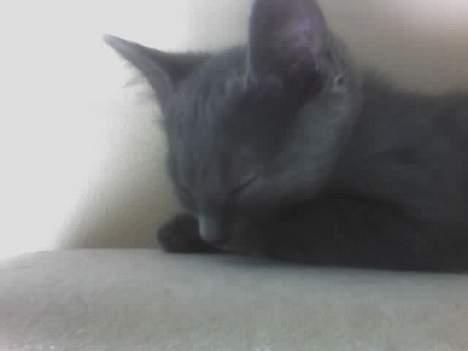 Huskat Mushu - Putter lige lidt billede 4