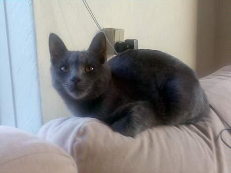 Huskat Mushu - Sikke en lang dag.  billede 5