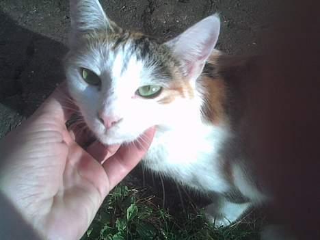 Huskat Sally billede 5